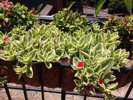 Cascading Flowers for Window Boxes that are beautiful