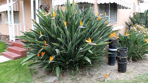 Big Leaf Outdoor Plants 20