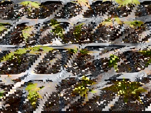 How to Grow a Japanese Maple Tree in a Pot