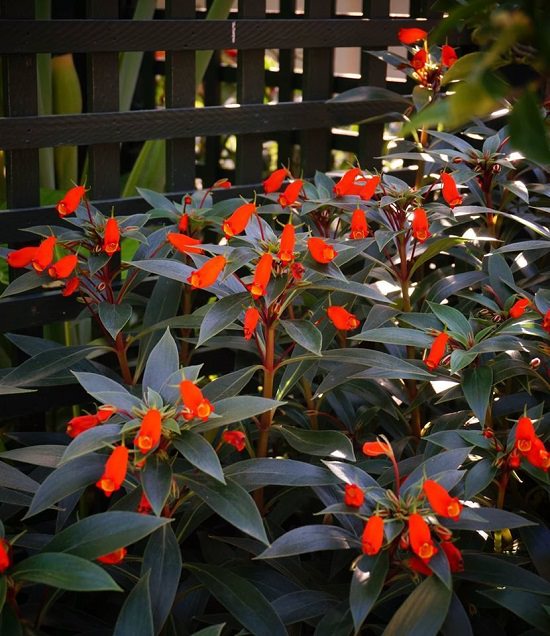 Best Flowers to Plant in Florida 2