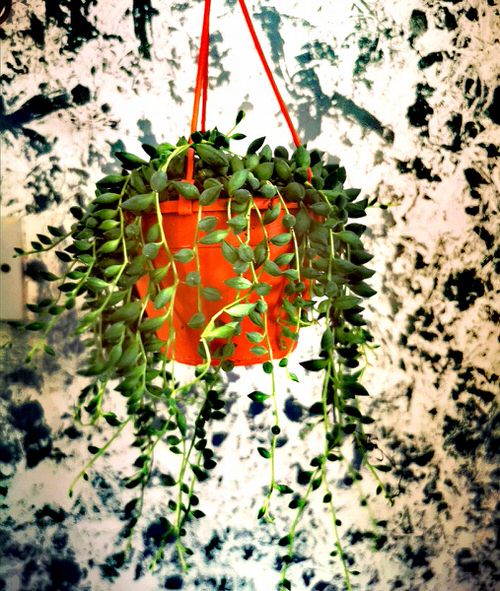 Best Cascading Succulents 7