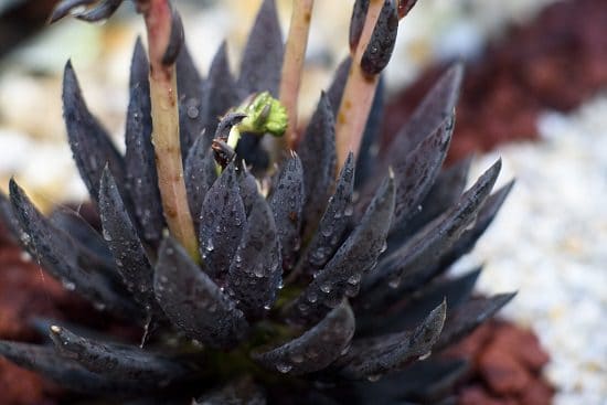 Colorful Succulents 10