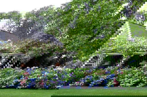 landscaping with hydrangea (15)_mini