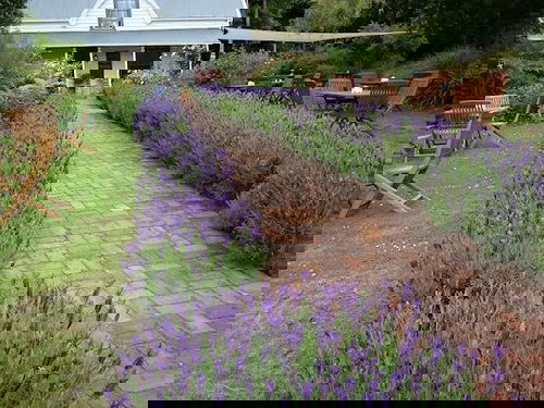 Landscaping with Lavender 22