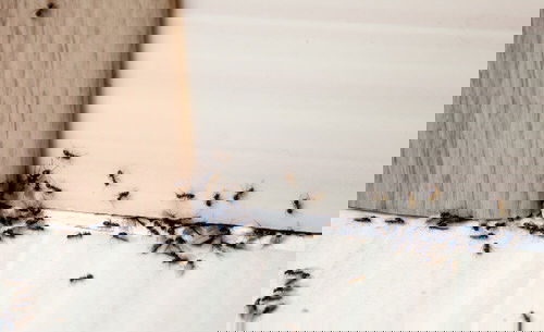 Ways to Get Rid of Carpenter Ants from Homes and Gardens 7