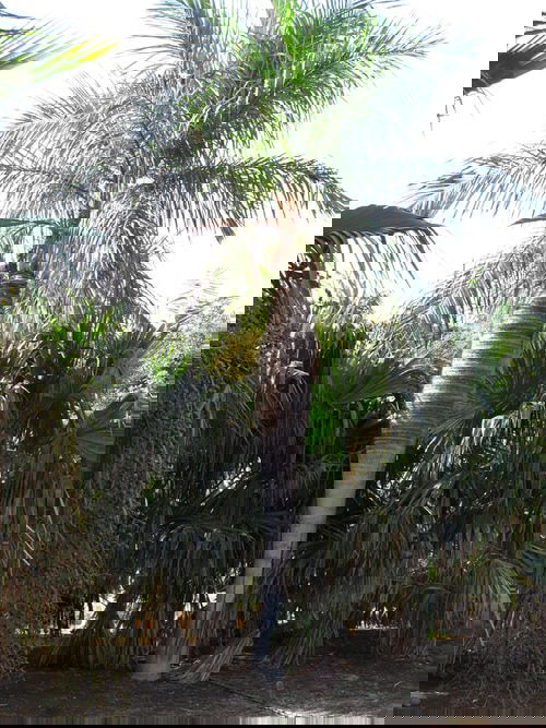 Types of Palm Plants 22