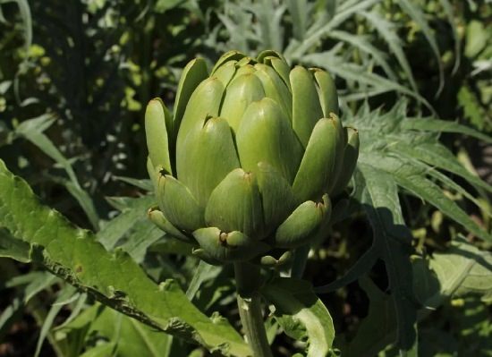 Types of Artichokes 4