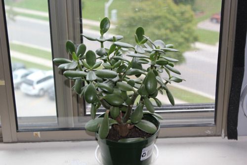 Best Indoor Plants for East Facing Windows 9