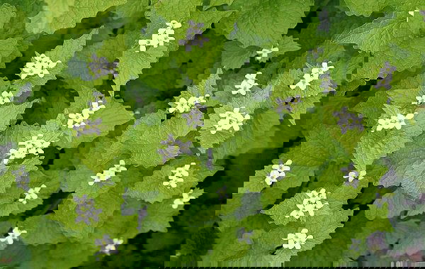 Beneficial Weeds in a Garden 4