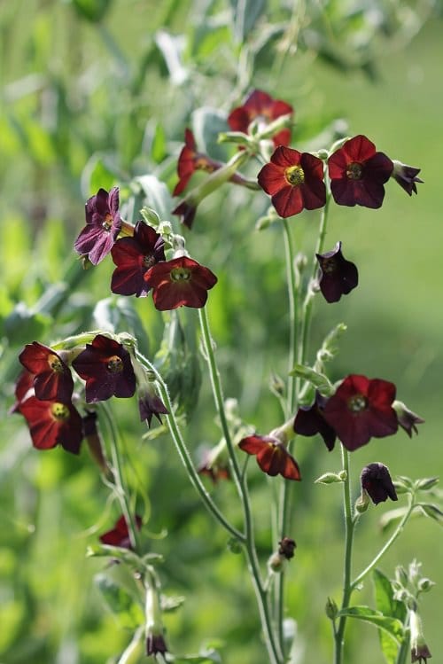 Types of Brown Flower Names 5