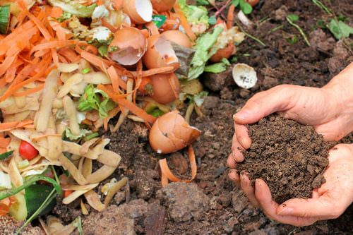 DIY Fertilizer Recipes from Food Scraps & Kitchen Leftovers 8