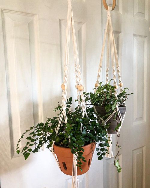 Plants to Grow in Macramé Plant Hangers 8