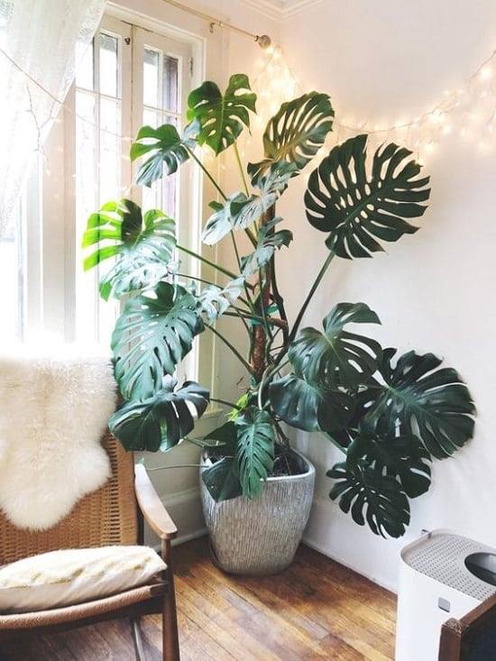 Houseplants for Girls Room 18