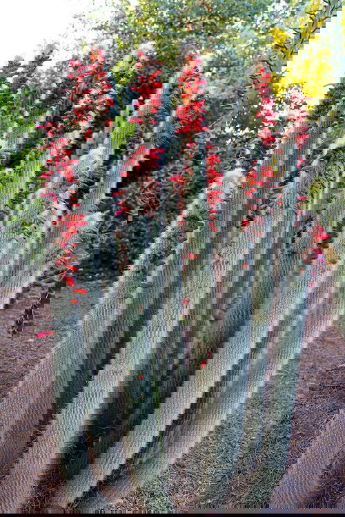 Best Flowering Cactus Plants 18