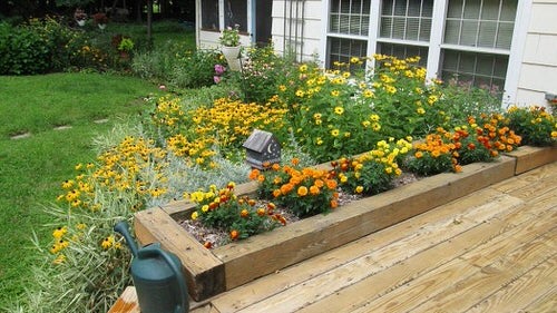 Colorful Outdoor Plants for Patio & Porch 11