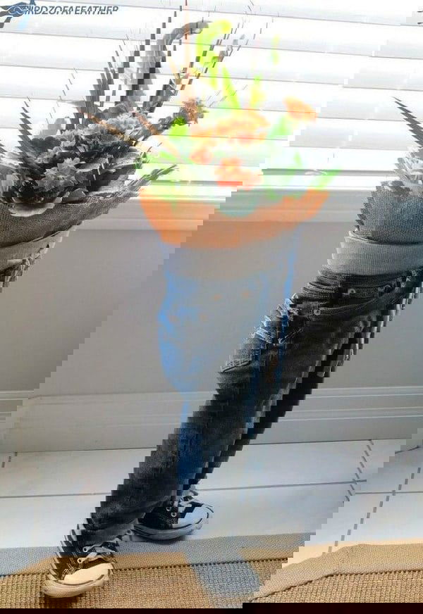 use of jeans in garden