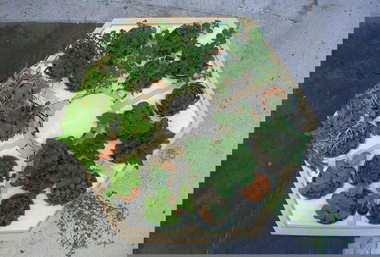 Hydroponic Herb Garden DIY 5