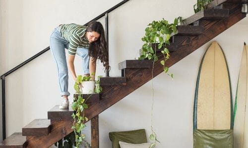 Indoor Garden on the Staircase