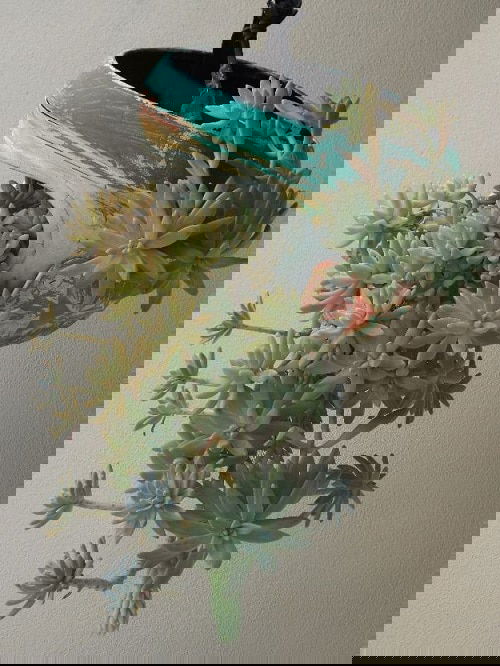 These Pictures Prove You Can Plant Succulent Anywhere 21