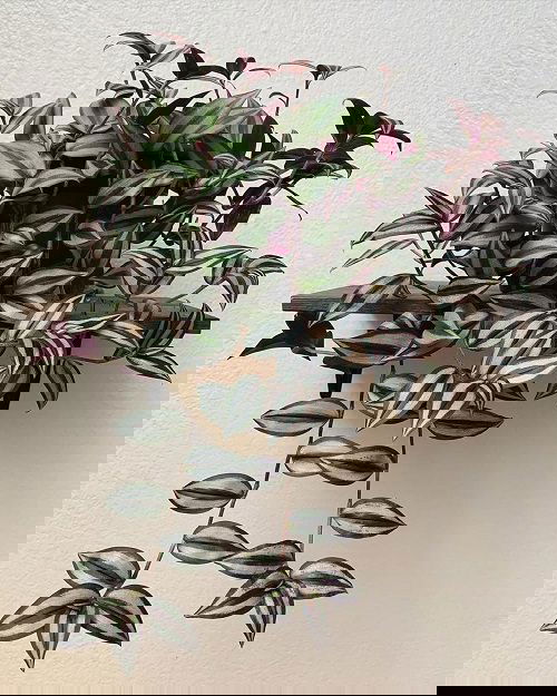 Houseplants for Girls Room 14