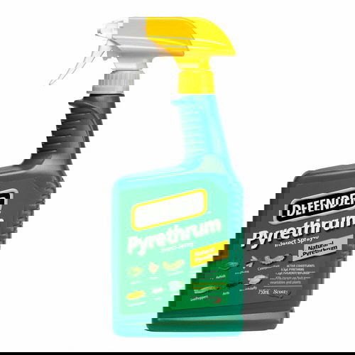 Ways to Get Rid of Carpenter Ants from Homes and Gardens 11