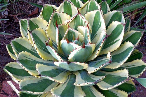 Most Beautiful Indoor Agave Varieties 9