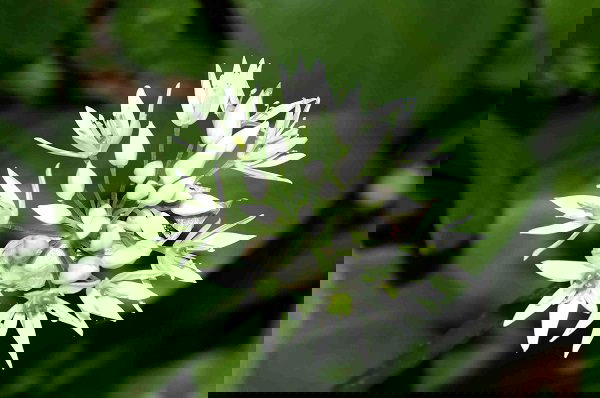 Beneficial Weeds in a Garden 7