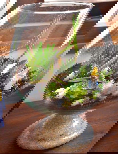 Wine Glass Terrariums