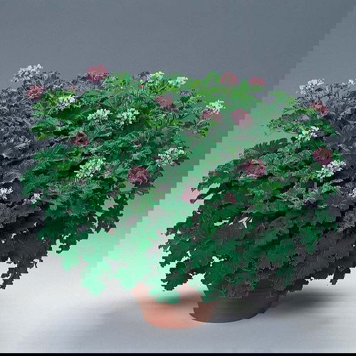 Bug Repellant Plants 8