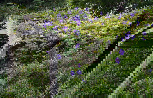 Beautiful Ideas with Clematis in the Garden 4