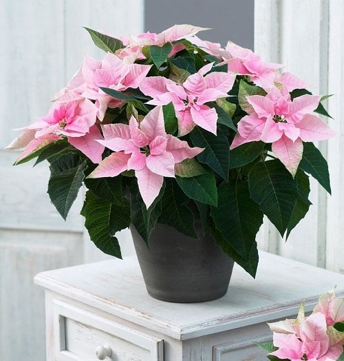 Most Popular Types of Euphorbia Varieties