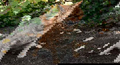 Pinterest Garden Hacks 7