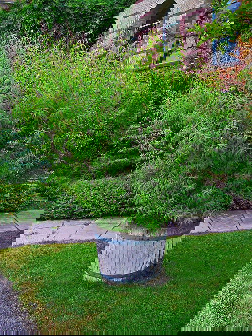 Plants that Repel Spiders 2