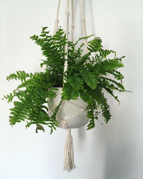 Plants to Grow in Macramé Plant Hangers 4