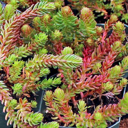 Types of Sedum Varieties 34