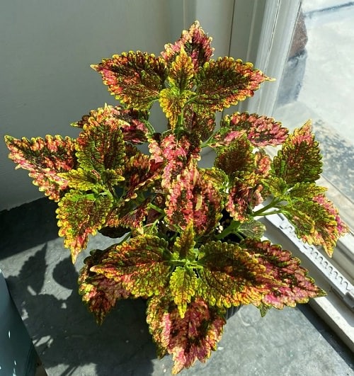Indoor Coleus Pictures 30