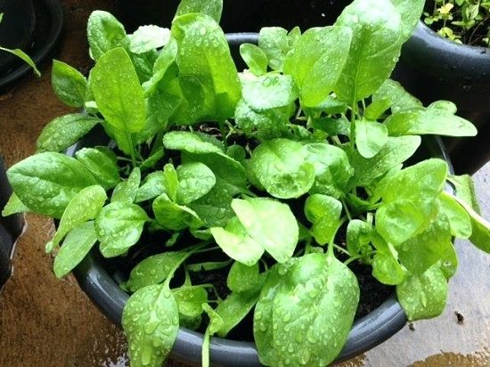 How to Grow a Smoothie Garden