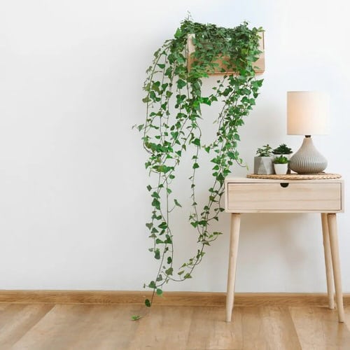 Best Insta Worthy Photos of House Plants 21