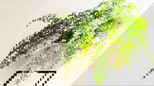 Most Exotic Ferns 10