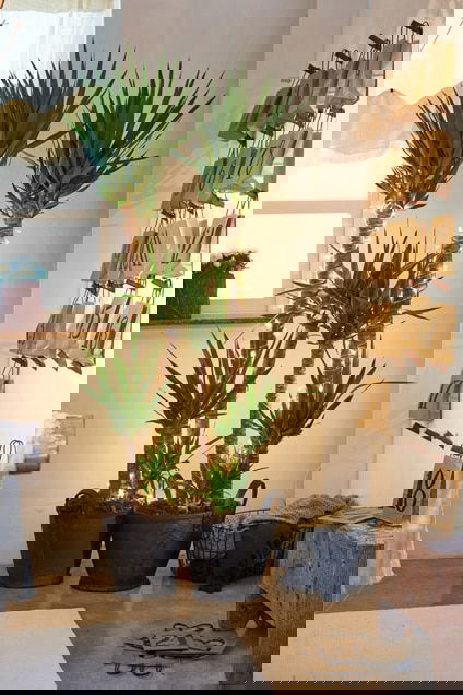 Christmas Decor Ideas with Plants 4