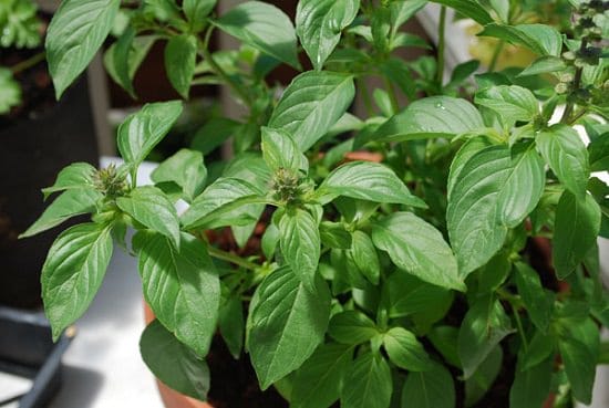 Types of Basil 5