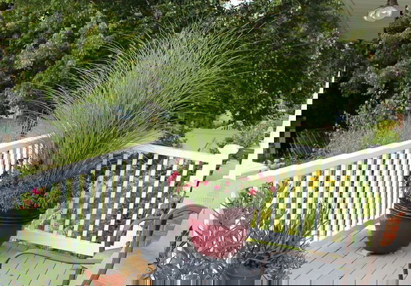 Best Ornamental Grasses for Containers