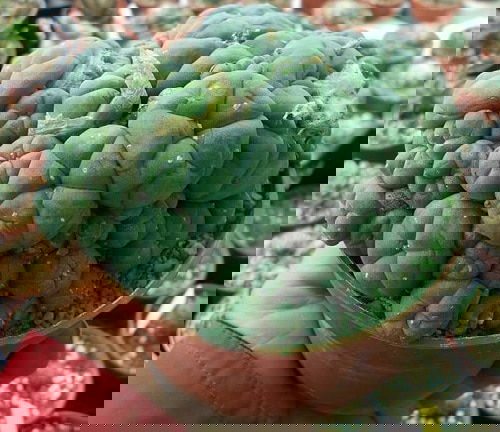 Most Sacred Plants in the World 2