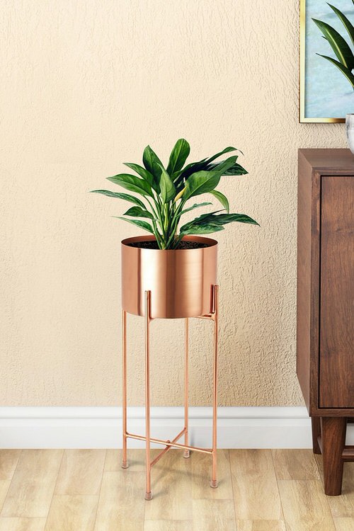 Pictures of Indoor Plants in Metallic Planters 10