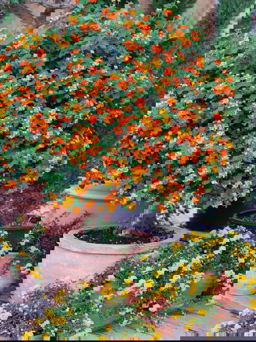 Best Flowers for Balcony Garden 2