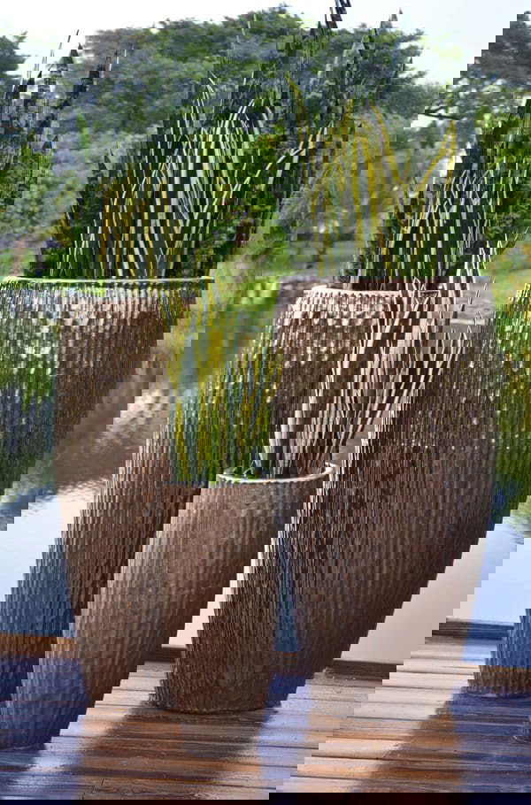 Best Architectural Plants to Grow in Containers 3