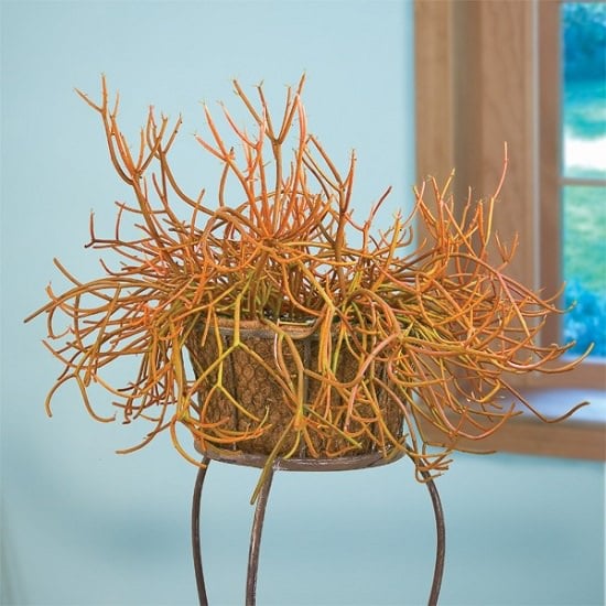 Colorful SucculentsÂ