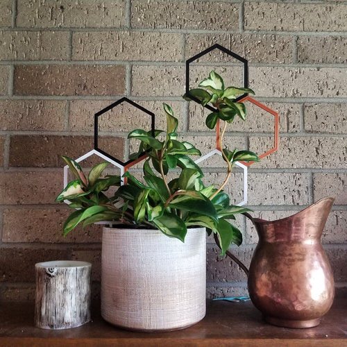 Tropical Indoor Plants Pictures and Ideas from Instagram 15