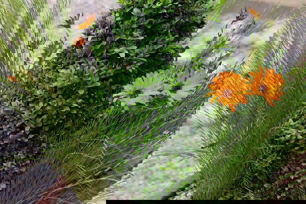 Container Gardening Arrangements 11