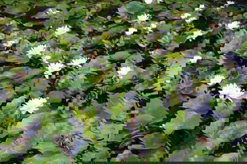 Miniature Water Lily Varieties 10